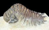 Crotalocephalina Trilobite - Foum Zguid, Morocco #49462-1